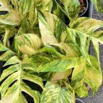 10 Plants Epipremnum Golden Flame Variegated