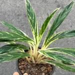 Aglaonema Rice Leaf
