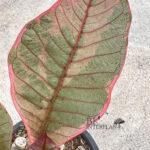 Plumeria Pink Leaf Variegated