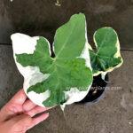 Arrow Leaf Variegated