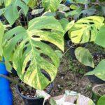 5 Plants Monstera Aurea 3 Color Variegated