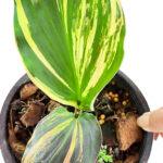 Kaempferia Galanga Variegated