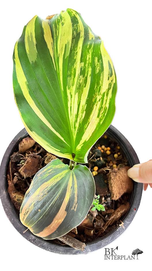 img_6361-photoroom.jpg Kaempferia Galanga Variegated - Image 1