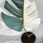 5 Plants Monstera Albo Half Variegated 1 Leaf