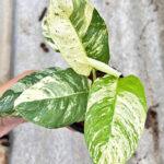 Rhaphidophora Puberula Variegated