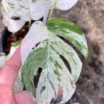 10 Plants Epipremnum Pinnatum Marble Variegated size S