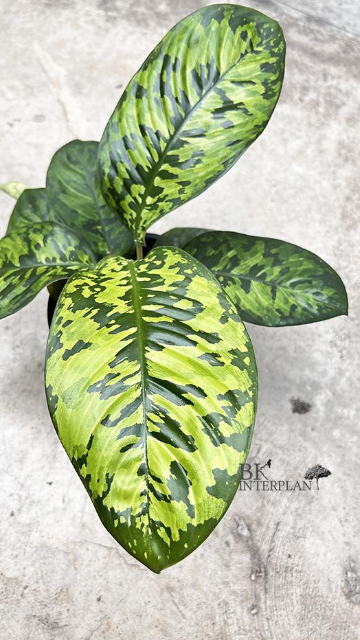 img_8371c.jpg Homalomena Camouflage Wallisii Variegated - Image 1