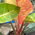 Philodendron Moonlight Red Galaxy Variegated Super RARE
