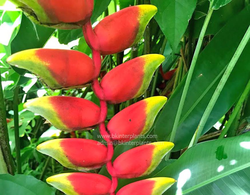 img_8875.jpg Heliconia Parrot’s beak - Image 1