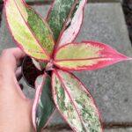 5 Plants Aglaonema Siam Aurora Variegated