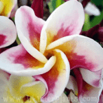 Plumeria Kasetsin