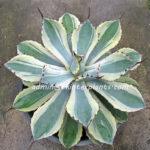 Agave " Potatorum Blue Variegated "