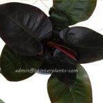 5 Plants Philodendron Black Cadinal