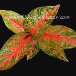AGLAONEMA Viduly