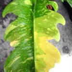 Philodendron Ring of Fire