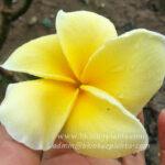 Plumeria Lucky Gold