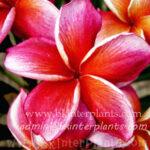 Plumeria Lurline