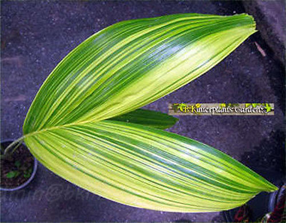 manila_palme2.jpg Palm " Manila Palm or Chirsmas Palm Variegated " - Image 1