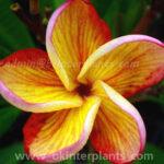 Plumeria Miss Aloha