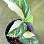 Monstera Acacoyaguensis Variegated