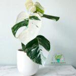 Monstera Borsigiana Albo Variegated Plants