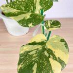 Juvenile Monstera Creme Brulee Variegated showing early variegation development and healthy growth
