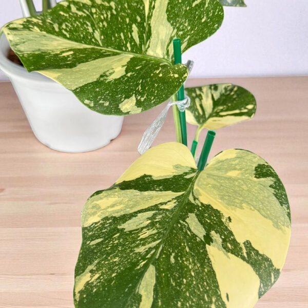 Juvenile Monstera Creme Brulee Variegated showing early variegation development and healthy growth