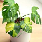 5 Plants Monstera Green on Green Variegated