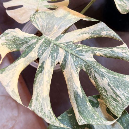 Monstera plant collection catalog by BKinterplants - rare variegated species and iconic split-leaf philodendrons