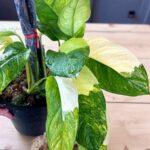 1A-Monstera Obliqua Mayuna Variegated