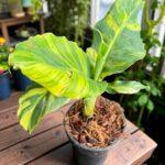 Musa 'Hom Khae' Variegated or Drafted Sapientum L. Variegated