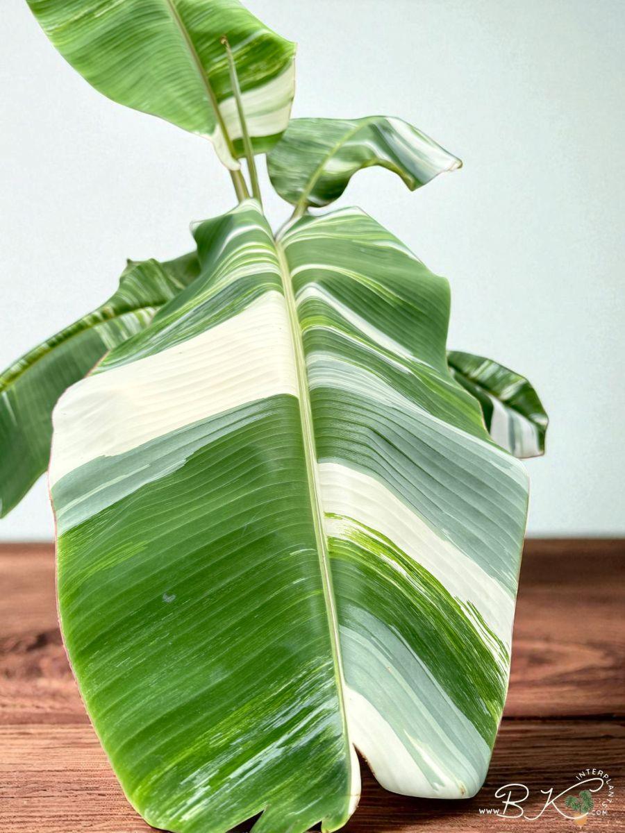 musa-pakchong50_-banana-fruit-variegated21.jpg Musa Kluai Numwa Pakchong 50 Variegated - Image 1