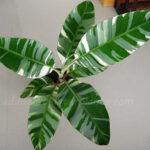 5 Plants Musa Banana Florida Variegated