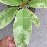 Plumeria Nam Wan Variegated