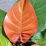 5 Plants Philodendron Prince of Orange