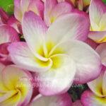 Plumeria Phatum Girl