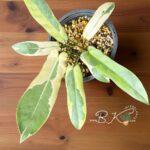 A1-Philodendron Atabapoense Variegated