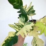 A1- Philodendron Florida Beauty × Mayoi Variegated