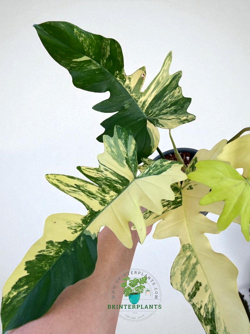 philodendron-florida-beauty-x-mayoi-variegated52.jpg A1- Philodendron Florida Beauty × Mayoi Variegated - Image 1