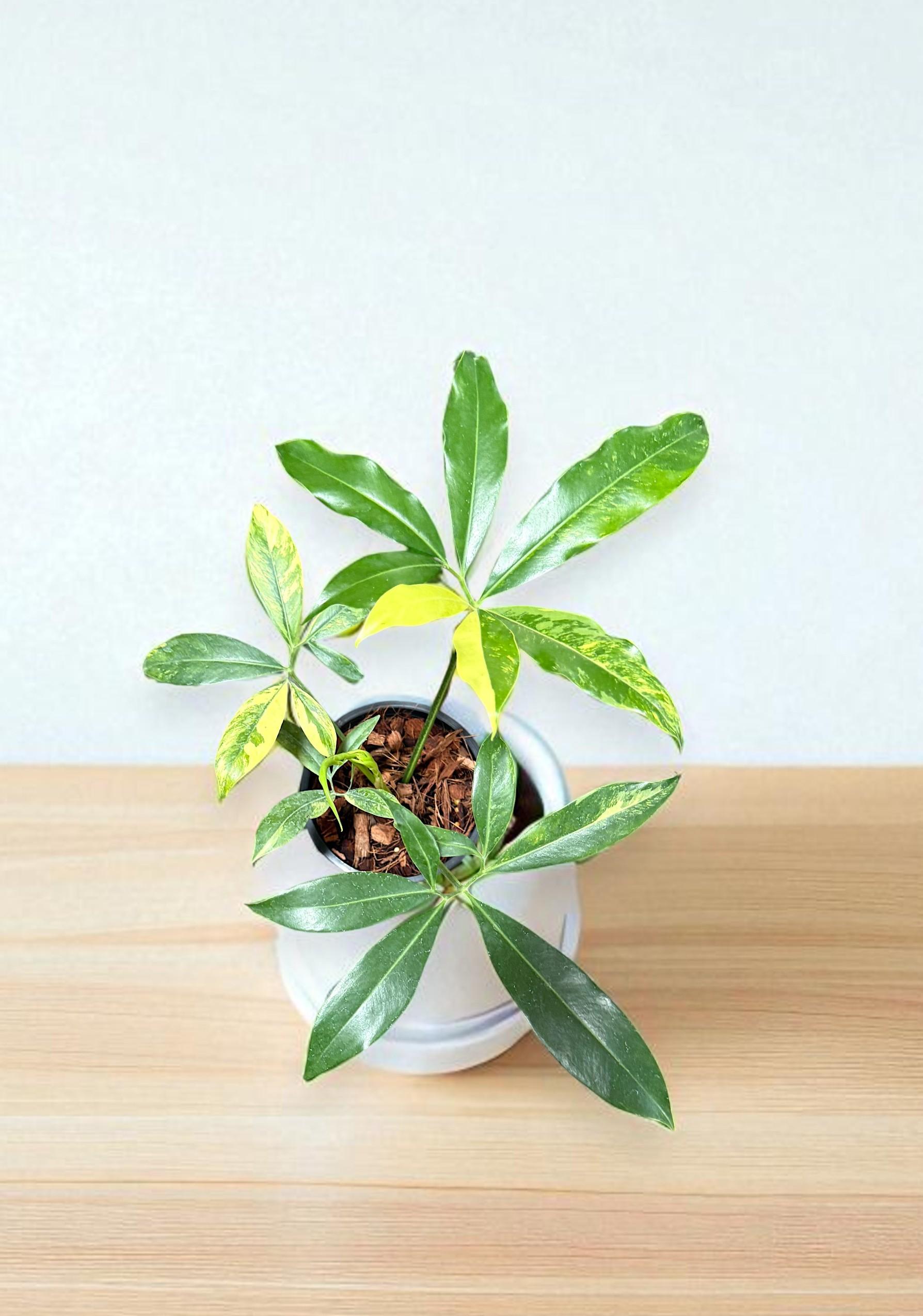 philodendron-goeldii03table-resize.jpg A1-Philodendron Goeldii Variegated - Image 1