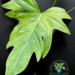 Philodendron Radiatum Variegated