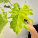 Philodendron Selloum Variegated / Thaumatophyllum bipinnatifidum Size S