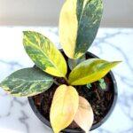 Philodendron Yellow Congo Variegated
