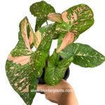 Syngonium Pink Allusion