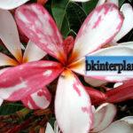 Plumeria Splash Singapore