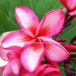 Plumeria Pink Diamond Rocket