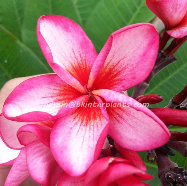pink_diamond.jpg Plumeria Pink Diamond Rocket - Image 1