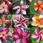 500 Seeds " Plumeria Mixed Seeds "