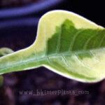 Plumeria Pudica Variegated