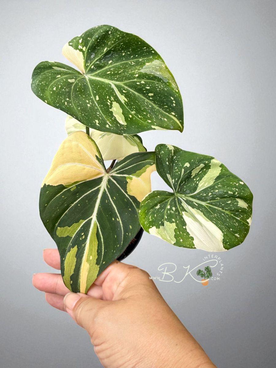 rare-philodendron-gloriosum-variegation-plant.jpg A1-Philodendron Albo Gloriosum Tricolor Variegated - Image 1